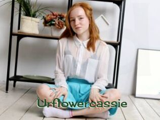 Urflowercassie